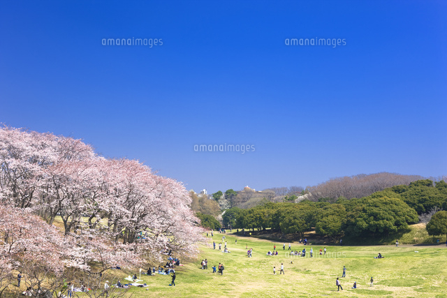 根岸森林公園のサクラ の写真素材 イラスト素材 アマナイメージズ