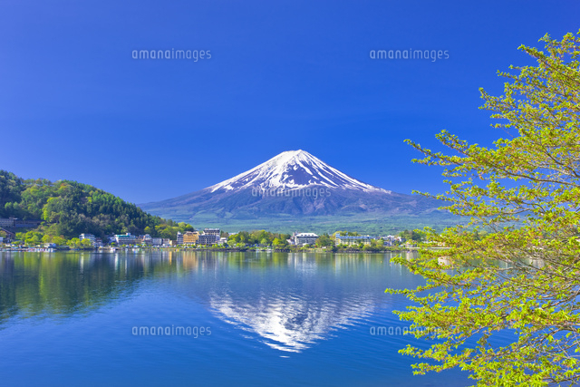 富士山と新緑の河口湖[25991004180]の写真・イラスト素材｜アマナ