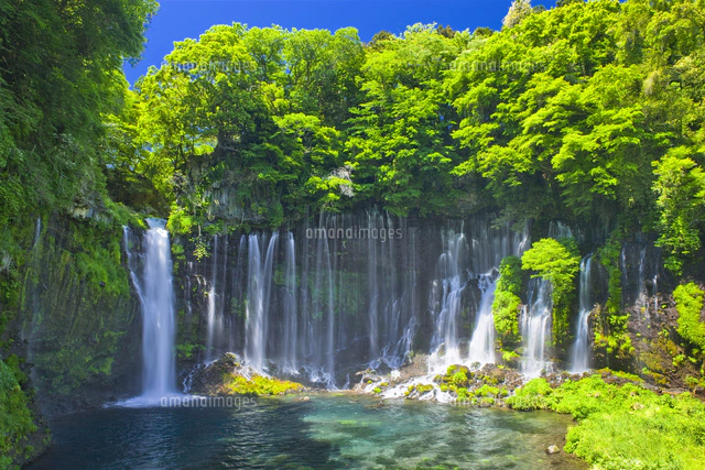 新緑の白糸の滝[25991004664]の写真・イラスト素材｜アマナイメージズ