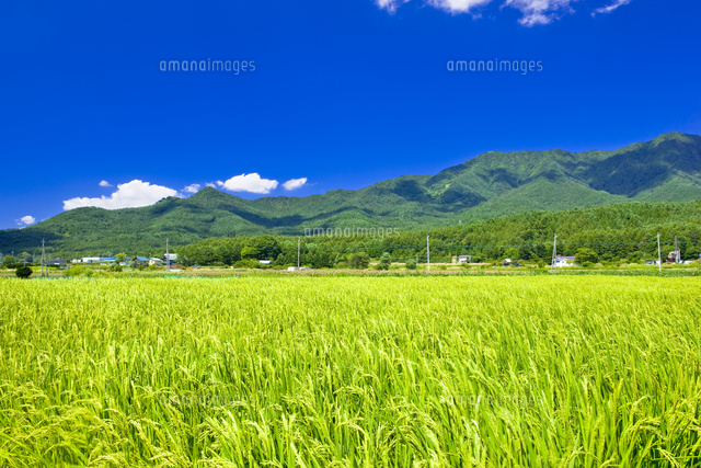 忍野村の水田[25991004880]の写真・イラスト素材｜アマナイメージズ