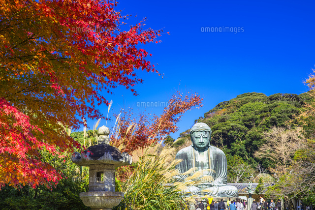 鎌倉大仏と紅葉 の写真素材 イラスト素材 アマナイメージズ