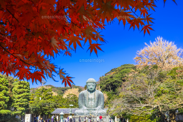 鎌倉大仏と紅葉 の写真素材 イラスト素材 アマナイメージズ