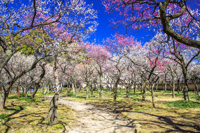 谷保天満宮の梅林[25991005819]の写真・イラスト素材｜アマナイメージズ