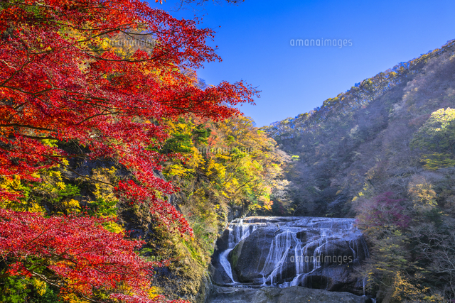 袋田の滝の紅葉 の写真素材 イラスト素材 アマナイメージズ