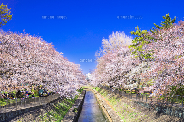 善福寺川緑地の桜並木[25991006417]の写真・イラスト素材｜アマナ