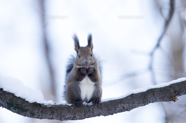 木の枝の上でドングリを食べるエゾリス の写真素材 イラスト素材 アマナイメージズ