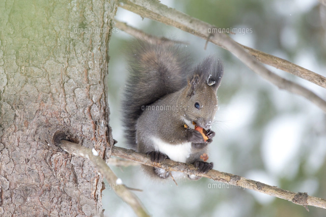 木の枝の上でドングリを食べるエゾリス[26000000310]の写真・イラスト