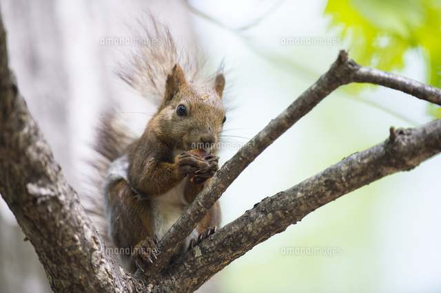 木の枝の上でドングリを食べるエゾリス[26000000322]の写真・イラスト