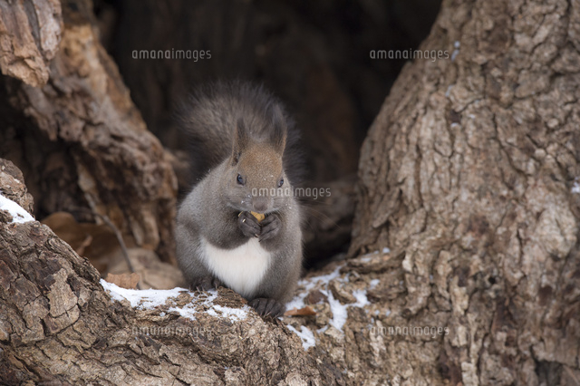 木の洞でドングリを食べるエゾリス の写真素材 イラスト素材 アマナイメージズ