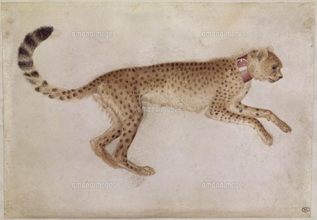 チーター」の写真・イラスト素材｜アマナイメージズ