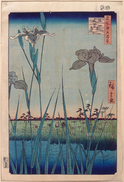 堀切の花菖蒲（名所江戸百景）[26004018519]の写真・イラスト素材