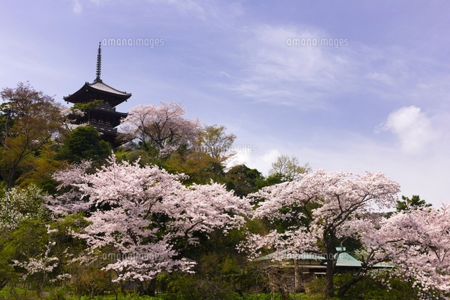 桜咲く三渓園[26033002143]の写真・イラスト素材｜アマナイメージズ