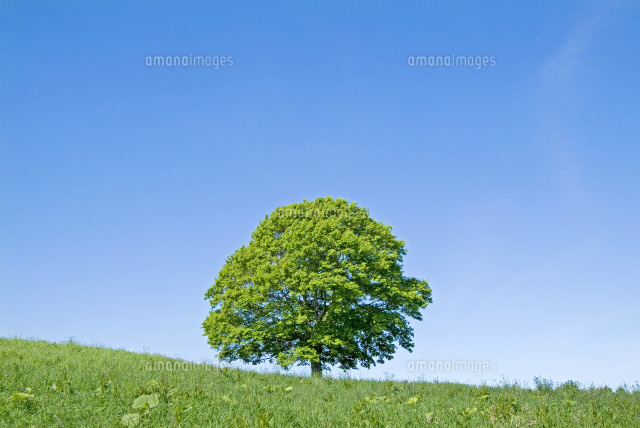 丘の上の一本の木 の写真素材 イラスト素材 アマナイメージズ