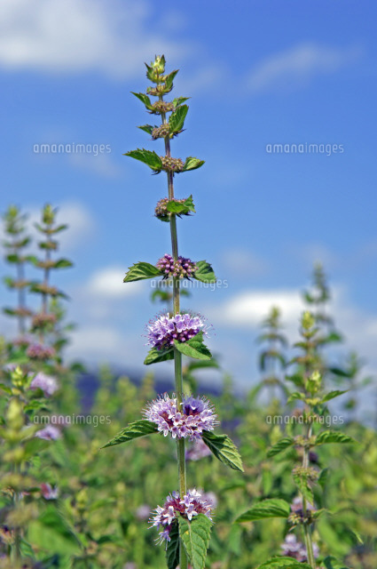 薄荷の花 の写真素材 イラスト素材 アマナイメージズ