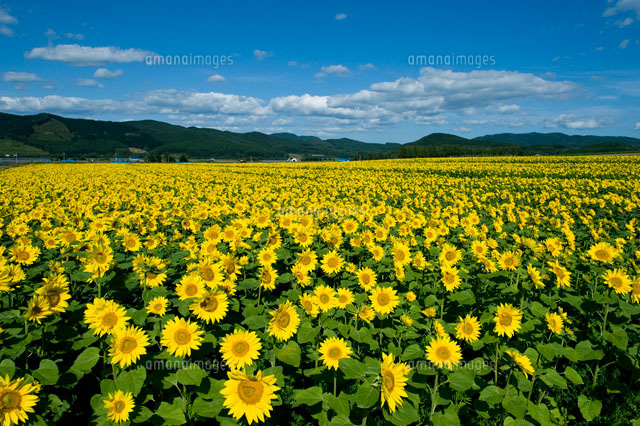mitukiさま専用 黄昏のひまわり畑ほか　3点おまとめ mitukiさま専用 黄昏のひまわり畑ほか 3点おまとめ 100万本の