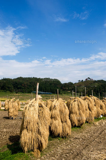 椹平の棚田の藁ボッチ の写真素材 イラスト素材 アマナイメージズ