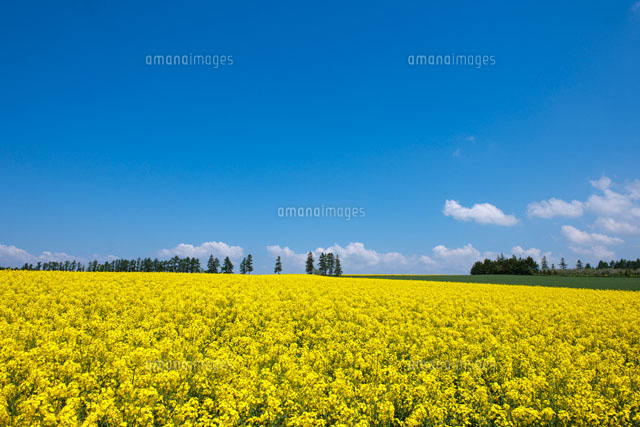 滝川市 菜の花畑 の写真素材 イラスト素材 アマナイメージズ