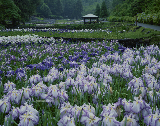 播州山崎花菖蒲園 の写真素材 イラスト素材 アマナイメージズ