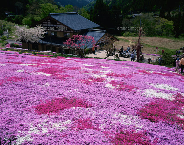 芝桜と民家[26063001194]の写真・イラスト素材｜アマナイメージズ
