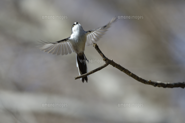 枝から飛び立つエナガ の写真素材 イラスト素材 アマナイメージズ