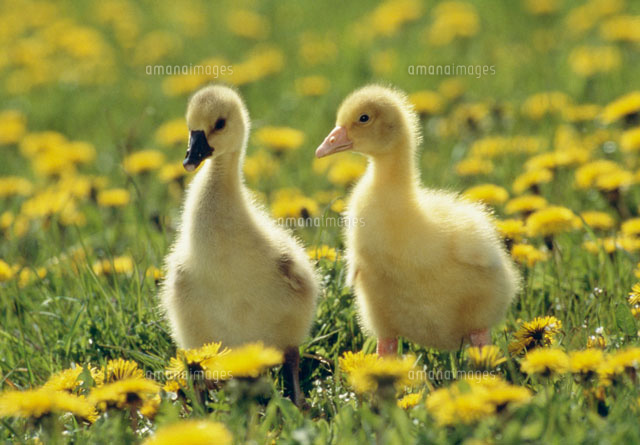 ガチョウのヒナと春の花 の写真素材 イラスト素材 アマナイメージズ