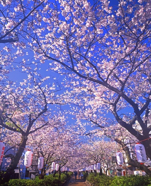 鶴岡八幡宮若宮[26089001541]の写真・イラスト素材｜アマナイメージズ