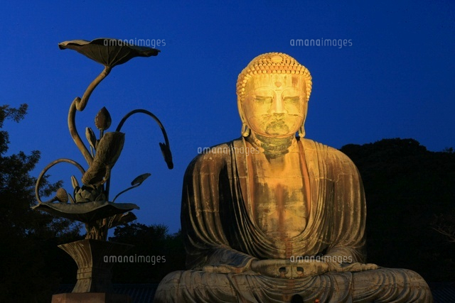 高徳院の鎌倉大仏ライトアップ の写真素材 イラスト素材 アマナイメージズ