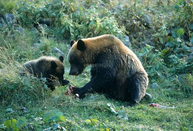 ヒグマの親子 の写真素材 イラスト素材 アマナイメージズ