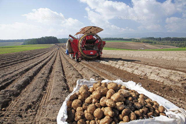 ジャガイモの収穫 の写真素材 イラスト素材 アマナイメージズ