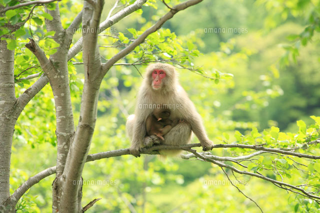 ニホンザルの親子 白布峠 の写真素材 イラスト素材 アマナイメージズ