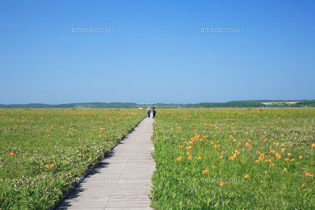 サロベツ原生花園の木道とエゾカンゾウ の写真素材 イラスト素材 アマナイメージズ