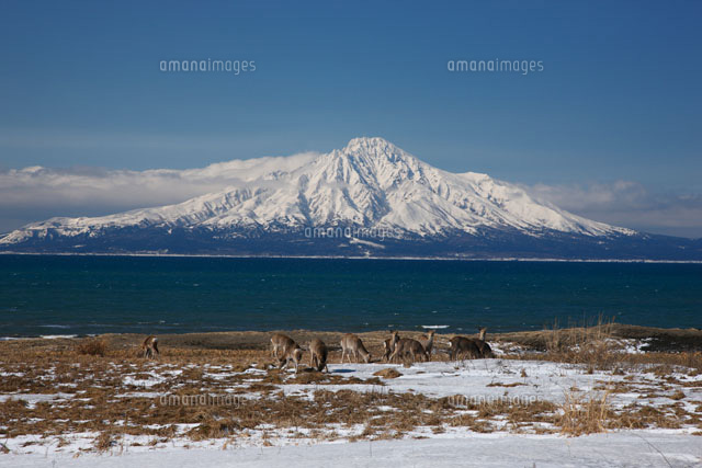 利尻島とエゾシカと利尻富士 サロベツ海岸より望む[26105003695]の写真