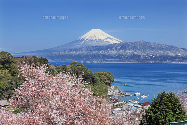桜と富士山と駿河湾[26105004808]の写真・イラスト素材｜アマナイメージズ