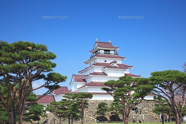 鶴ヶ城と松 の写真素材 イラスト素材 アマナイメージズ