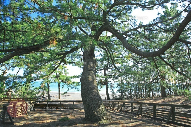 三保の松原の羽衣の松[26105007095]の写真・イラスト素材｜アマナ