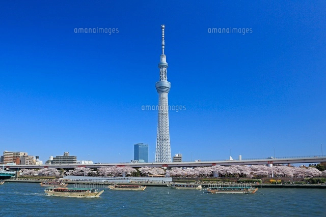 隅田川公園の桜と東京スカイツリー[26105007429]の写真