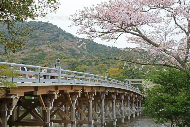 伊勢神宮の宇治橋と桜[26105008054]の写真・イラスト素材｜アマナ