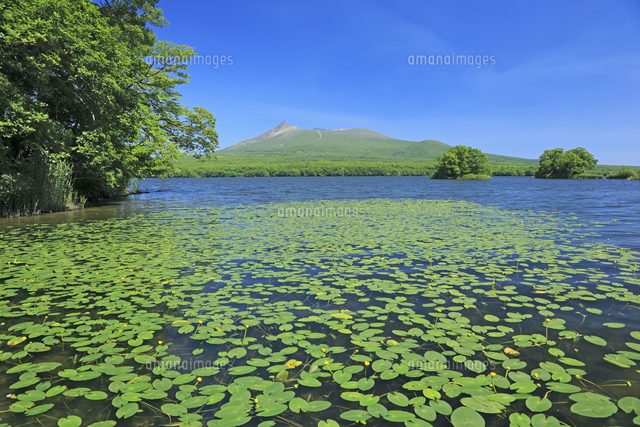 大沼公園のコウホネと駒ヶ岳[26105008287]の写真・イラスト素材