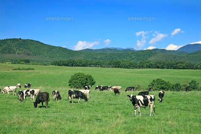 牛の牧場 の写真素材 イラスト素材 アマナイメージズ 牛の牧場 の写真素材 イラスト素材 アマナイメージズ
