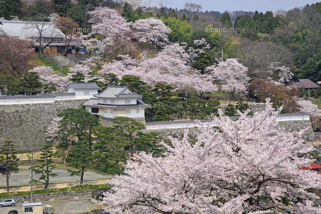 霞ヶ城公園の二本松城と桜[26105011209]の写真・イラスト素材｜アマナ