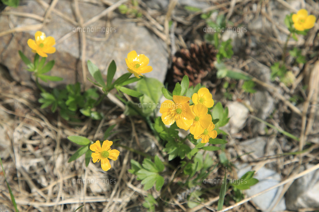 レイクアグネストレイルのアルパイン バターカップ の写真素材 イラスト素材 アマナイメージズ