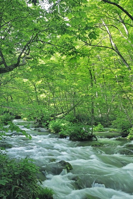 奥入瀬渓流の三乱の流れ[26105013054]の写真・イラスト素材｜アマナ