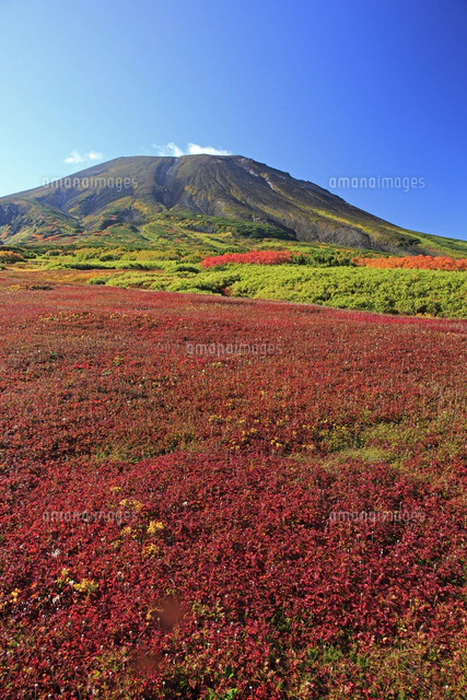 大雪山の裾合平の紅葉と旭岳[26105013644]の写真・イラスト素材