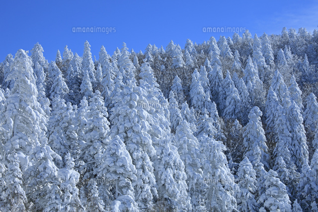 雪に覆われた針葉樹林 の写真素材 イラスト素材 アマナイメージズ