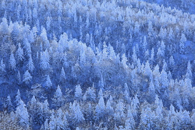 雪に覆われた針葉樹林 の写真素材 イラスト素材 アマナイメージズ