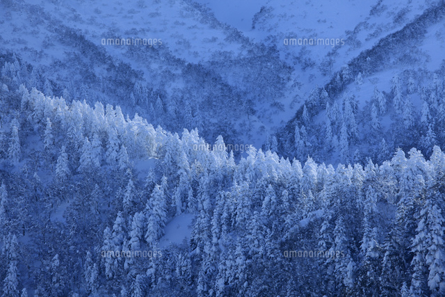 雪に覆われた針葉樹林 の写真素材 イラスト素材 アマナイメージズ
