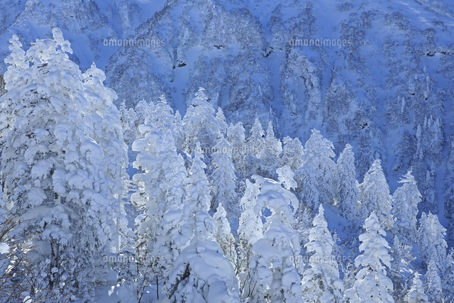 雪に覆われた針葉樹林 の写真素材 イラスト素材 アマナイメージズ