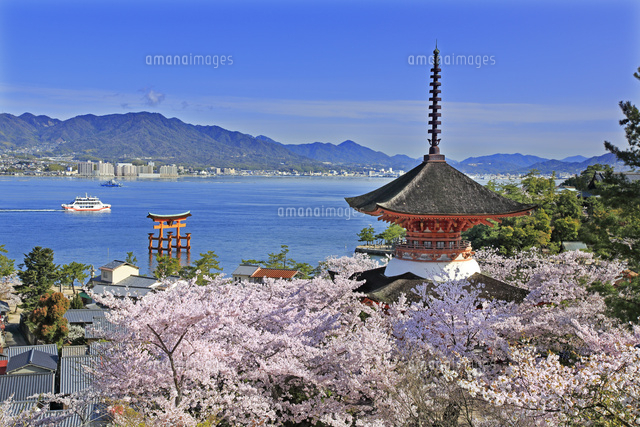 宮島の厳島神社の大鳥居と多宝塔と桜[26105014195]の写真・イラスト