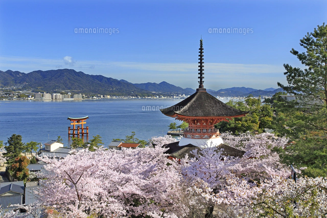 宮島の厳島神社の大鳥居と多宝塔と桜[26105014195]の写真・イラスト