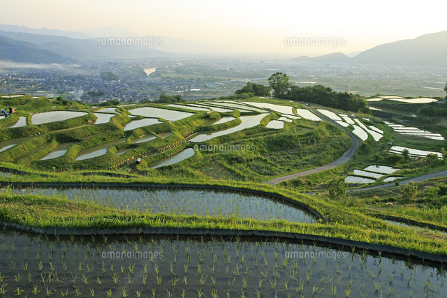 朝の姨捨の棚田と善光寺平 の写真素材 イラスト素材 アマナイメージズ